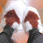 Pantuflas APPA *Avatar la leyyenda de Aanng