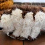 Appa AVATAR ELITE Grande 55 CM