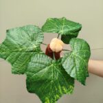 Peluche Mandragora con matera